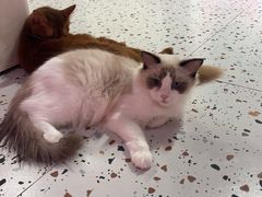 -毛绒耶耶撸宠馆·猫咖·狗咖·荷兰猪咖