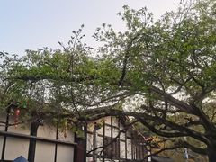 -偏岩古镇