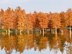 -上海海湾国家森林公园