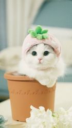 -HEYAN荷妍专业脱毛连锁机构
