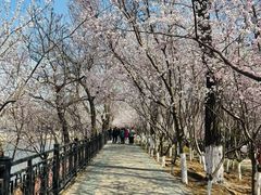 -桃花堤公园