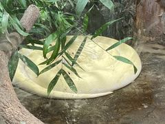 -上海大自然野生昆虫馆(东方明珠·爬宠昆虫探索中心)