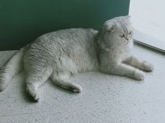 -飞行喵MR PILOT|猫舍·猫咖(静安大融城店)
