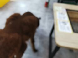 -神奇动物撸宠馆·羊驼·小浣熊·异宠(豫园店)