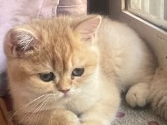-猫十亿·布偶金渐层·曼基康矮脚猫舍(青年路店)
