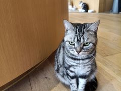 -CAT’S MEWSTAR CAFE·喵星球猫屋(晴湾咖啡店)