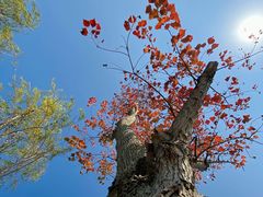 -春花秋色城市公园