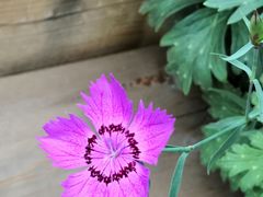 -白草畔自然风景区