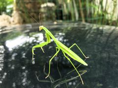 -老张烤羊(王哥庄店)