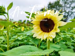 -花开海上生态园