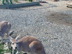 -可伦宾野生动物保护区