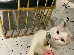 -喵喵咪呀布偶猫咖(春熙路店)