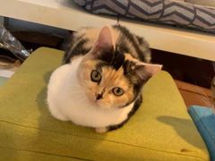 -Cappucimeow猫咪咖啡馆(韦伯时代店)
