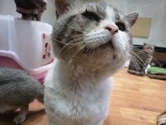 -猫色咖啡·猫咖