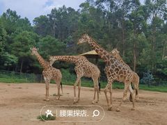 -云南野生动物园
