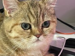 -纳吉亚猫专科动物医院·北北分院