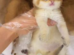 -青奢宠物·青奢猫舍