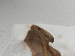 -瑞派宠物医院·24小时骨科·心脏·核磁(哈尔滨南岗店)
