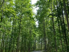 -昆山城市生态森林公园