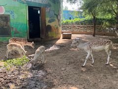 -鄂尔多斯野生动物园