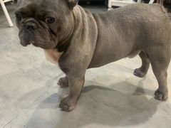 -严国平动物医院(德政总院)