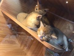 -猫十亿·布偶金渐层·曼基康矮脚猫舍(青年路店)