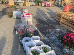 -中环花鸟鱼虫市场