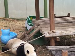 -栾川竹海野生动物园