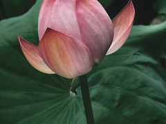 -四川大学(华西校区)