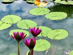 -国家植物园南园