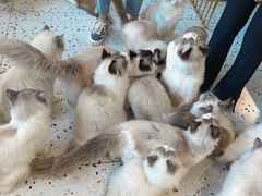 -喵喵咪呀布偶猫咖(春熙路店)