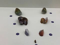 -青岛贝壳博物馆