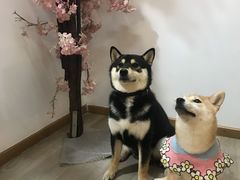 -柴迷FANS CLUB·柴犬狗咖·猫咖