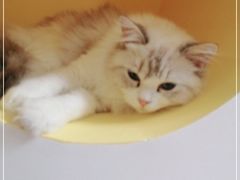 -Bastet sally猫舍购宠(静安店)