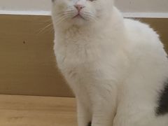 -是阿柴呀！柴犬咖啡·爱喵喵猫咖