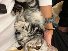 -猫咪派对(江南西店)