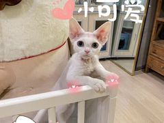 -十年猫舍·猫咪专门店(普陀店)