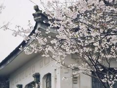 -武汉大学-樱园