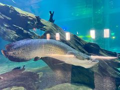 -华夏文旅海洋公园