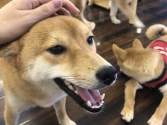 -豆柴町-柴犬主题狗咖(红鼎国际C座店)