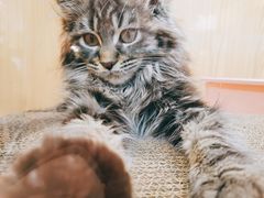 -屋虎猫馆(宝安大仟里店)