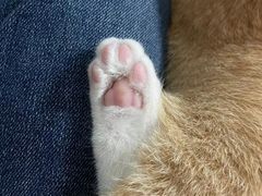 -荔康动物医院(康王北路店)