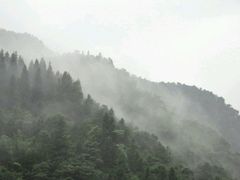 android_upload_pic-黄荆老林