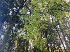 -龙坞茶村