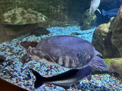 -迪拜水族馆及水下动物园