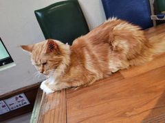 -猫小院猫主题餐厅(南锣旗舰店)
