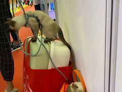-瑞鹏宠物医院·骨科·猫科·内科(第一中心)