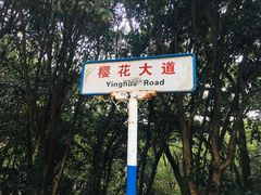 -武汉大学-樱园