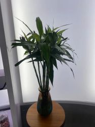 -PE SALON 