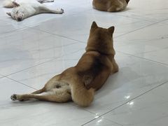 -柴源莊·柴小宠柴犬咖啡